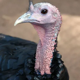 I’m Grateful for You!